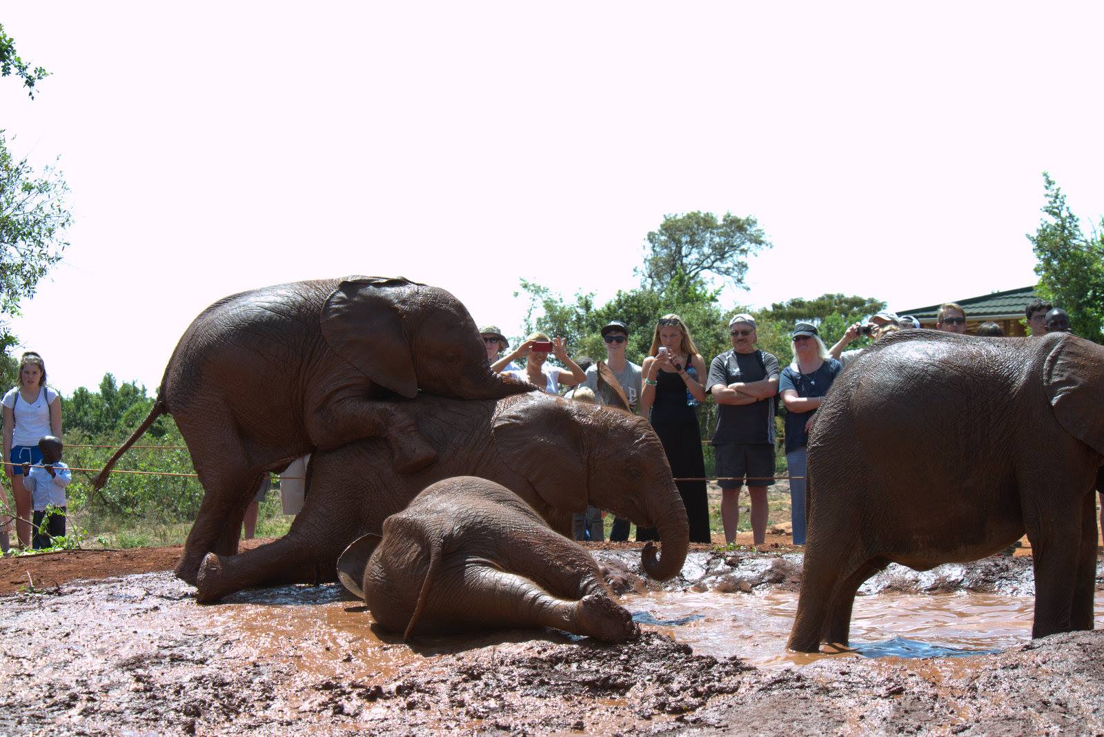 Sheldrick Elephant Orphanage
