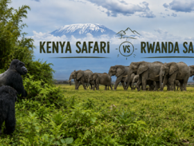 Kenya Safari vs Rwanda Safari