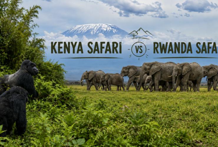 Kenya Safari vs Rwanda Safari