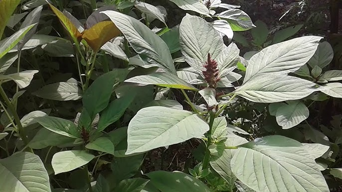 Terere - Leaf Amaranth