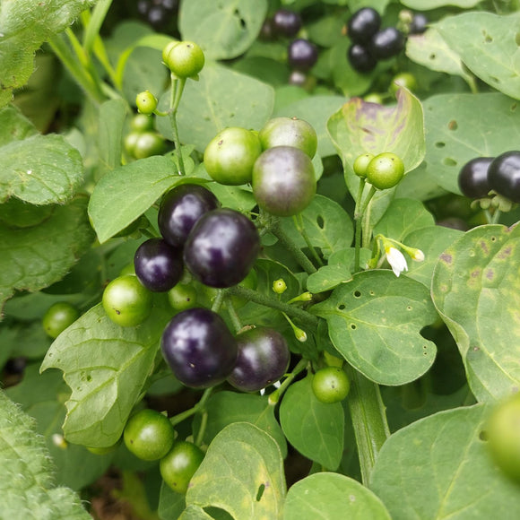 Managu - African Nightshade